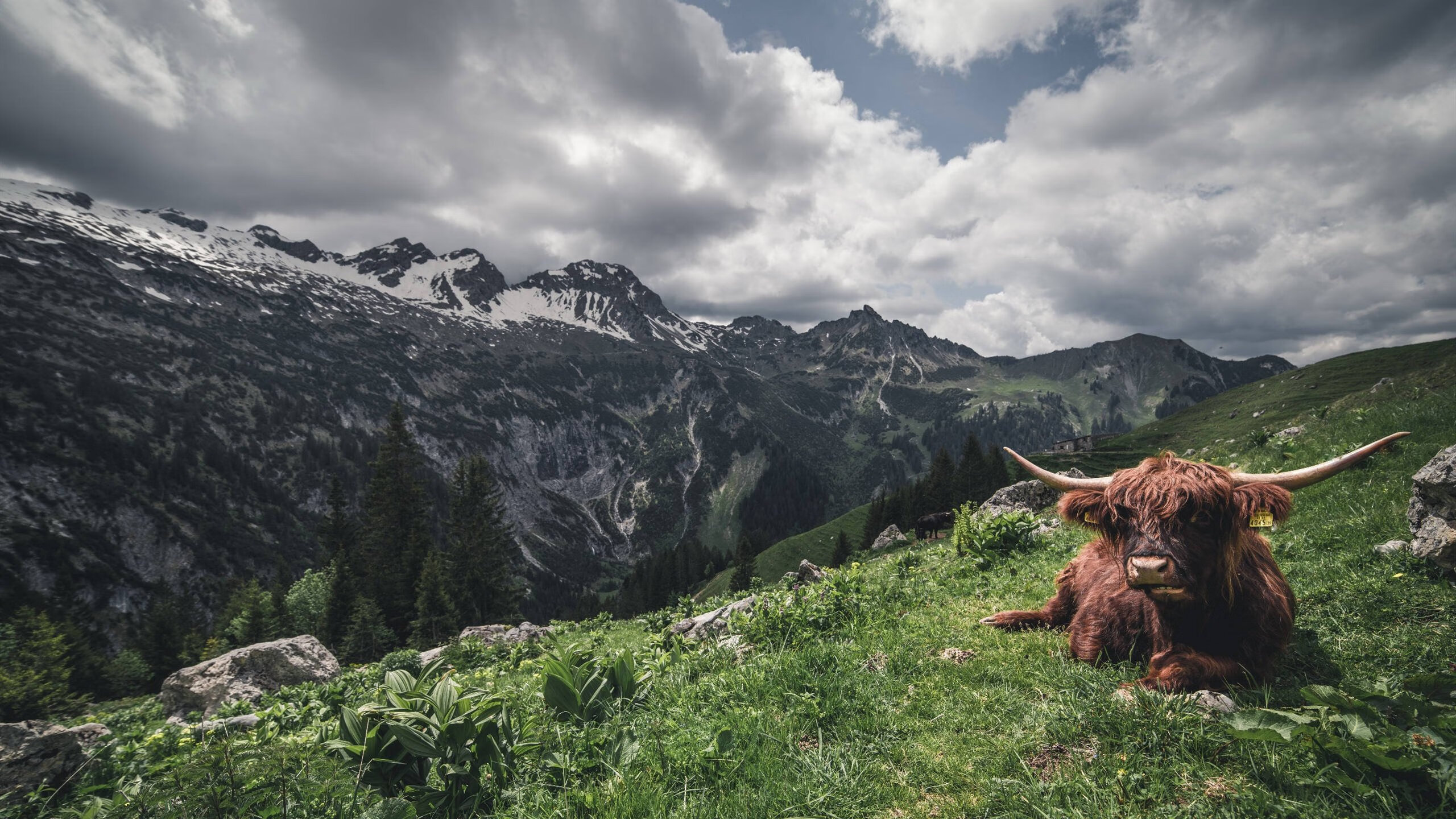 德甲青训引入情绪自调控机制提升逆境反应质量的实验研究